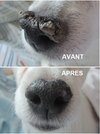 SOIN DE LA TRUFFE <br> SNOUT SOOTHER <br> Natural Dog Company