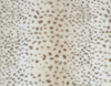 MINK LEOPARD DES NEIGES