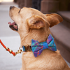 LE COLLIER + BOW TIE PIPER