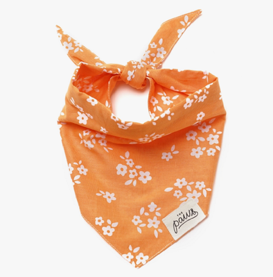 SPRING ORANGE