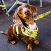 LE HARNAIS BANDANA JAUNE