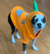 LE SWEATSHIRT CITROUILLE <br> pour petits, moyens et grands chiens!