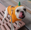LE SWEATSHIRT CITROUILLE <br> pour petits, moyens et grands chiens!