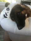 BONNET SOURIS & PANDA <br> pour petits, moyens et grands chiens!