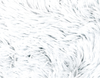 LE FUZZY