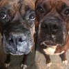SOIN DE LA TRUFFE <br> SNOUT SOOTHER <br> Natural Dog Company