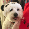 BONNET SOURIS & PANDA <br> pour petits, moyens et grands chiens!