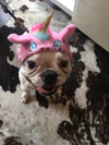BONNET LICORNE ROSE & BLEU <br> pour petits, moyens et grands chiens!