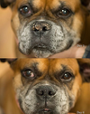 SOIN DE LA TRUFFE <br> SNOUT SOOTHER <br> Natural Dog Company