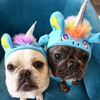 BONNET LICORNE ROSE & BLEU <br> pour petits, moyens et grands chiens!