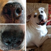 SOIN DE LA TRUFFE <br> SNOUT SOOTHER <br> Natural Dog Company