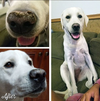 SOIN DE LA TRUFFE <br> SNOUT SOOTHER <br> Natural Dog Company