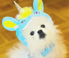 BONNET LICORNE ROSE & BLEU <br> pour petits, moyens et grands chiens!