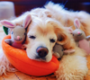 LA CAROTTE DES P'TITS LAPINS