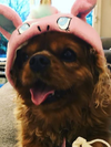 BONNET LICORNE ROSE & BLEU <br> pour petits, moyens et grands chiens!