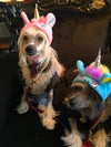 BONNET LICORNE ROSE & BLEU <br> pour petits, moyens et grands chiens!
