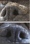 SOIN DE LA TRUFFE <br> SNOUT SOOTHER <br> Natural Dog Company