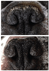 SOIN DE LA TRUFFE <br> SNOUT SOOTHER <br> Natural Dog Company