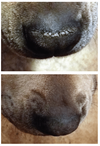 SOIN DE LA TRUFFE <br> SNOUT SOOTHER <br> Natural Dog Company