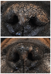 SOIN DE LA TRUFFE <br> SNOUT SOOTHER <br> Natural Dog Company