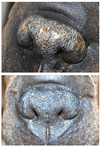 SOIN DE LA TRUFFE <br> SNOUT SOOTHER <br> Natural Dog Company
