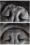 SOIN DE LA TRUFFE <br> SNOUT SOOTHER <br> Natural Dog Company