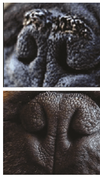 SOIN DE LA TRUFFE <br> SNOUT SOOTHER <br> Natural Dog Company