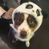 BONNET SOURIS & PANDA <br> pour petits, moyens et grands chiens!