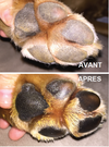 SOIN DES PATTES <br> PAW SOOTHER <br> Natural Dog Company