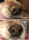 SOIN DE LA TRUFFE <br> SNOUT SOOTHER <br> Natural Dog Company
