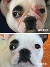 SOIN DES RIDES <br> WRINKLE BALM <br> Natural Dog Company