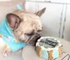 HAPPY BIRTHDAY BLEU