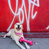 PUPPY LOVE BONE